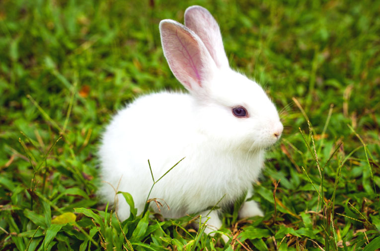 Merawat kelinci dengan baik akan membuat kelinci menjadi lucu dan menyenangkan.